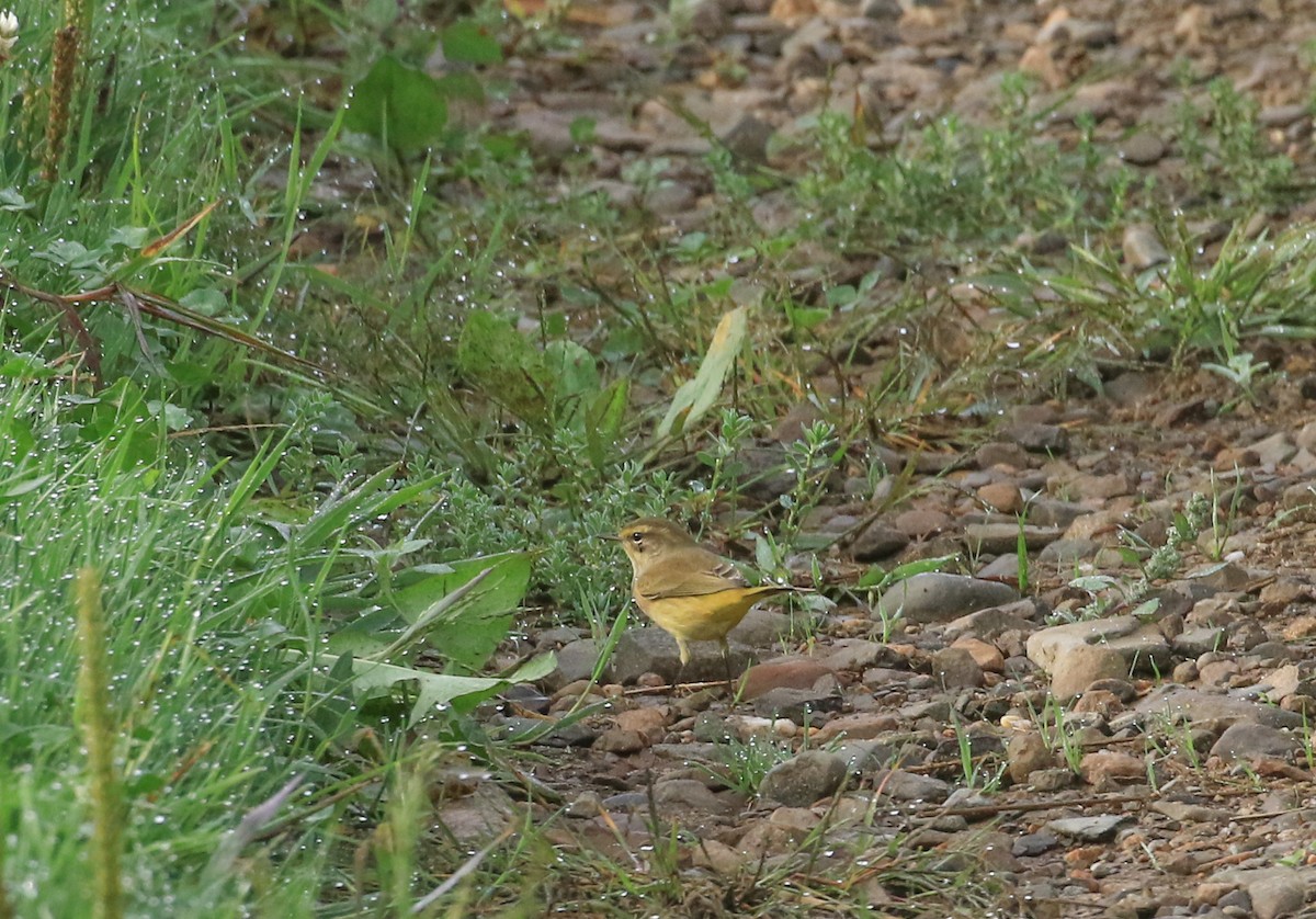 Palm Warbler - ML642482359