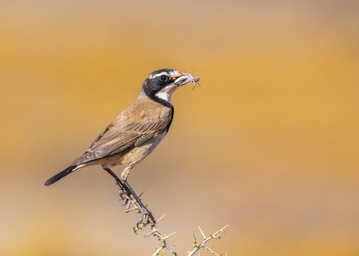 Capped Wheatear - ML642482415