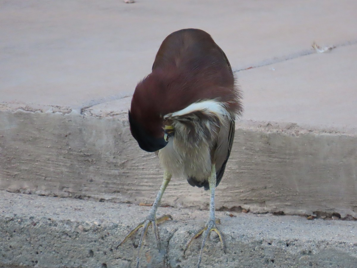 Green Heron - ML642482418