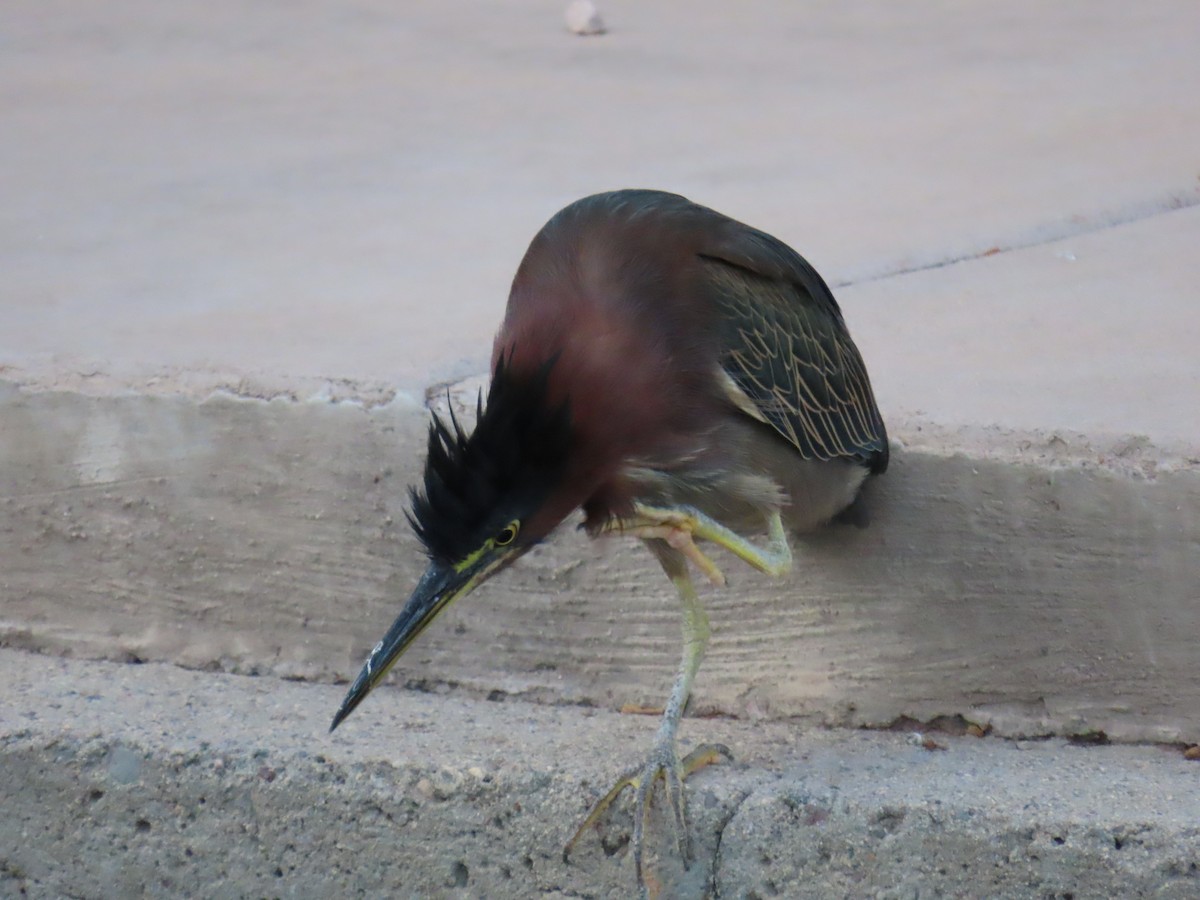 Green Heron - ML642482419