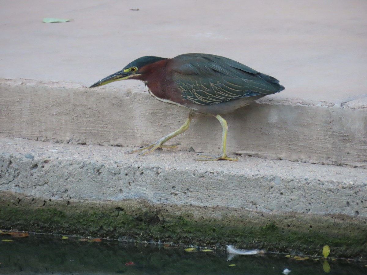 Green Heron - ML642482420