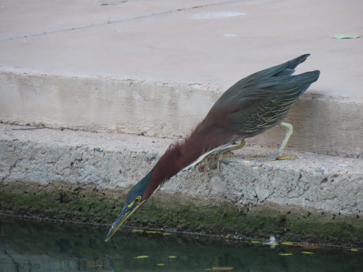 Green Heron - ML642482421