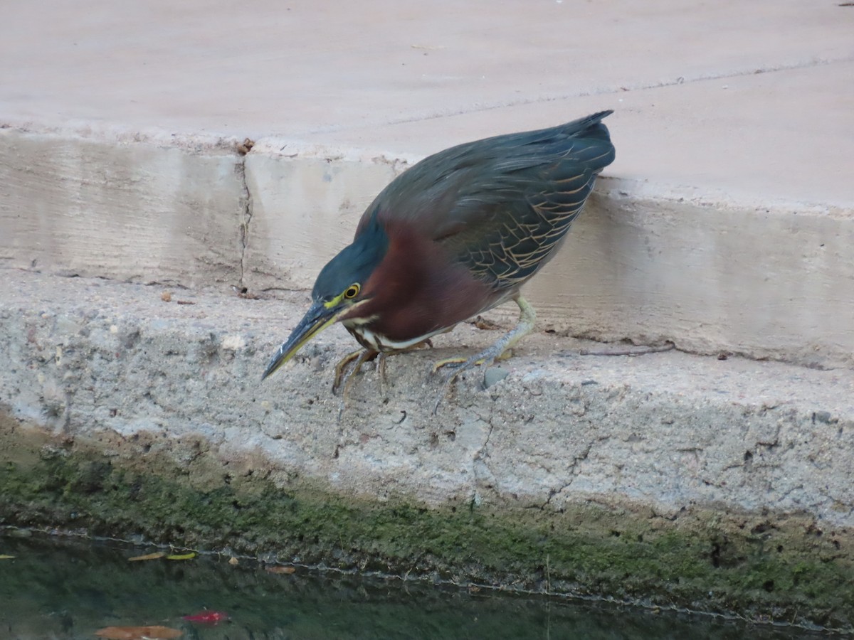 Green Heron - ML642482422