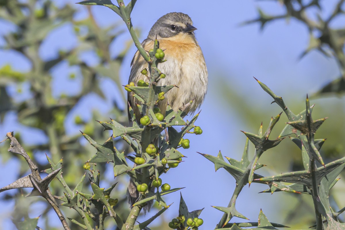 Long-tailed Reed Finch - ML642482461
