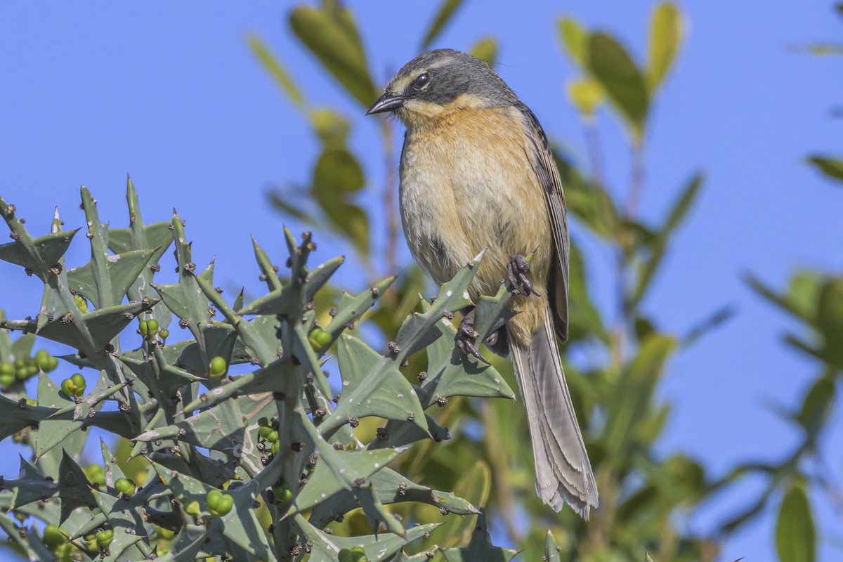 Long-tailed Reed Finch - ML642482472