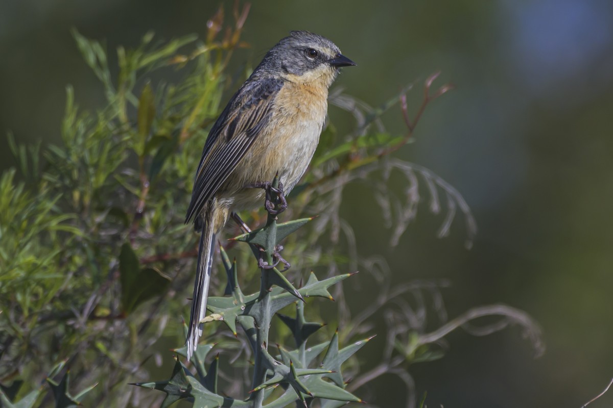 Long-tailed Reed Finch - ML642482479