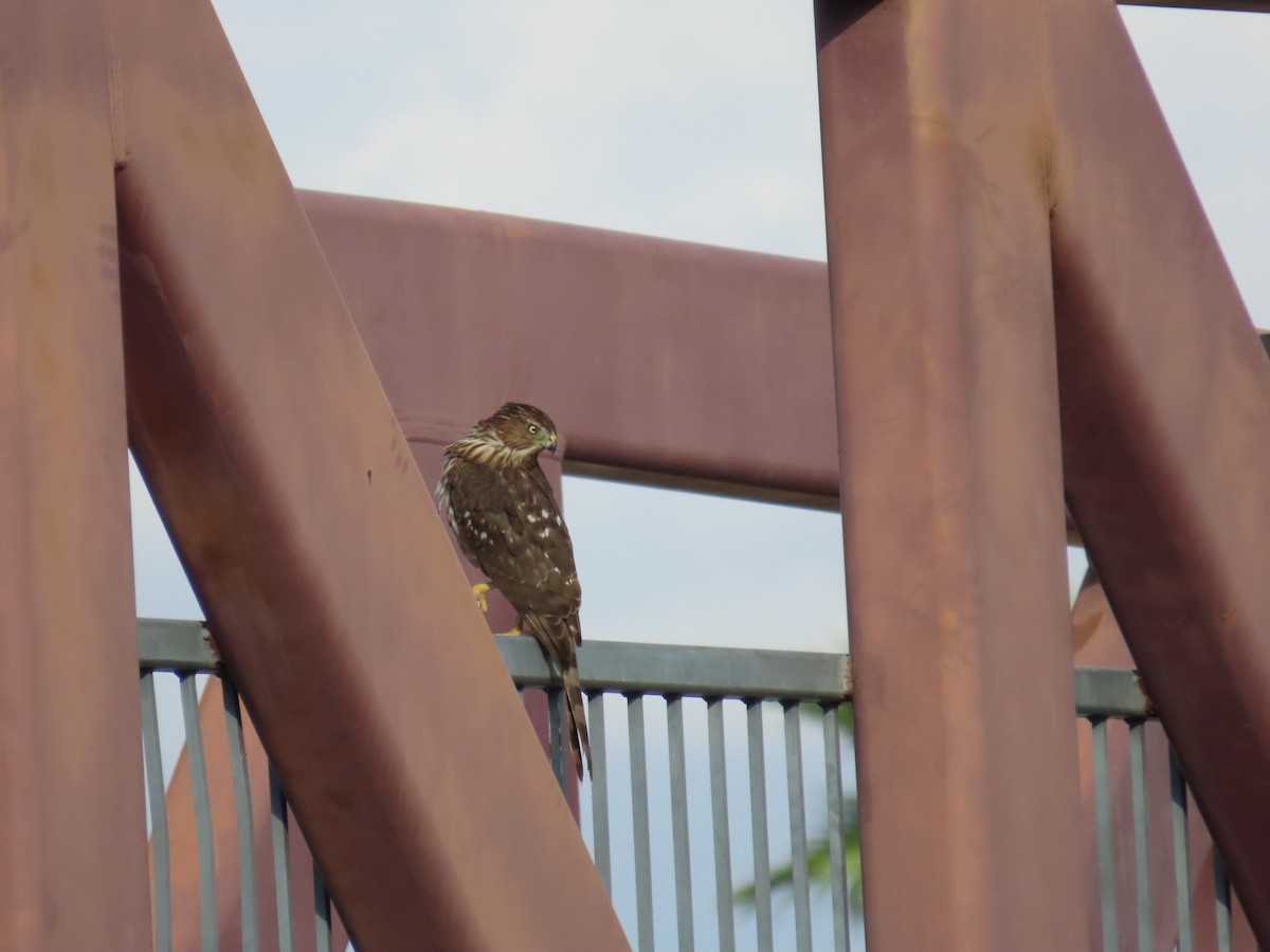 Cooper's Hawk - ML642482480