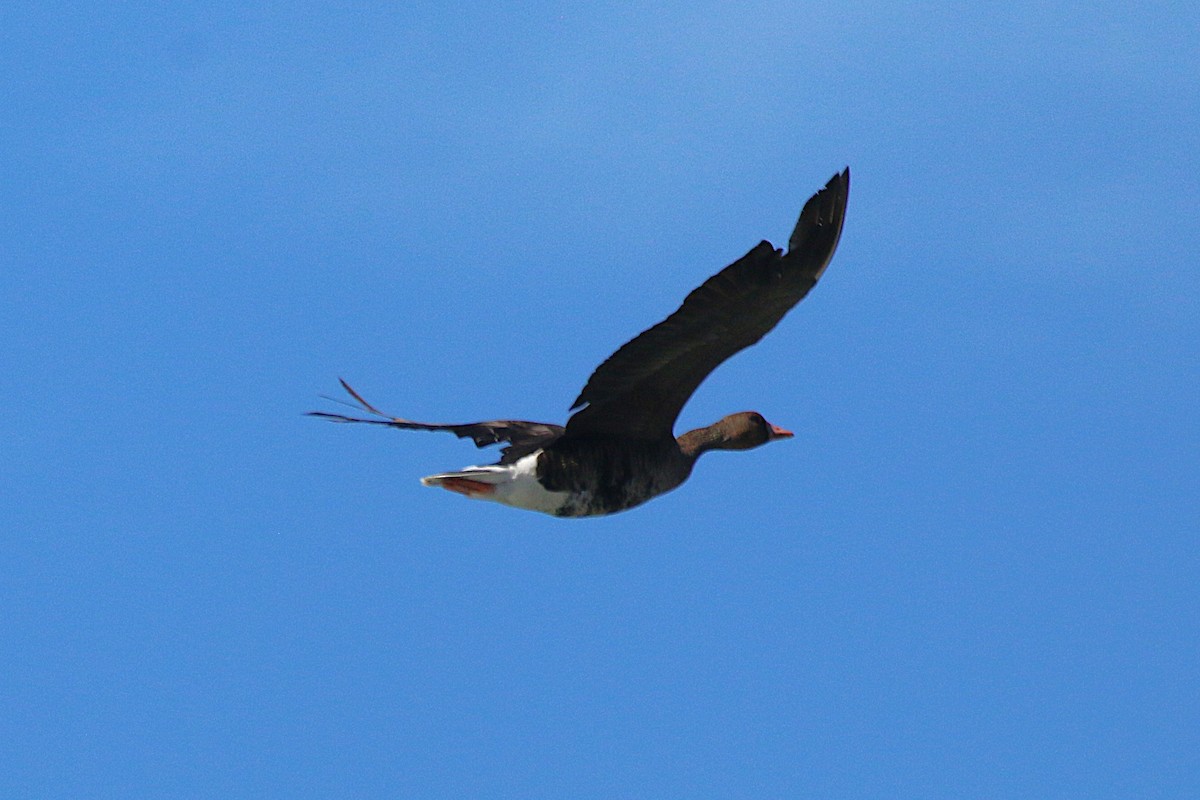 Greater White-fronted Goose - ML642482492