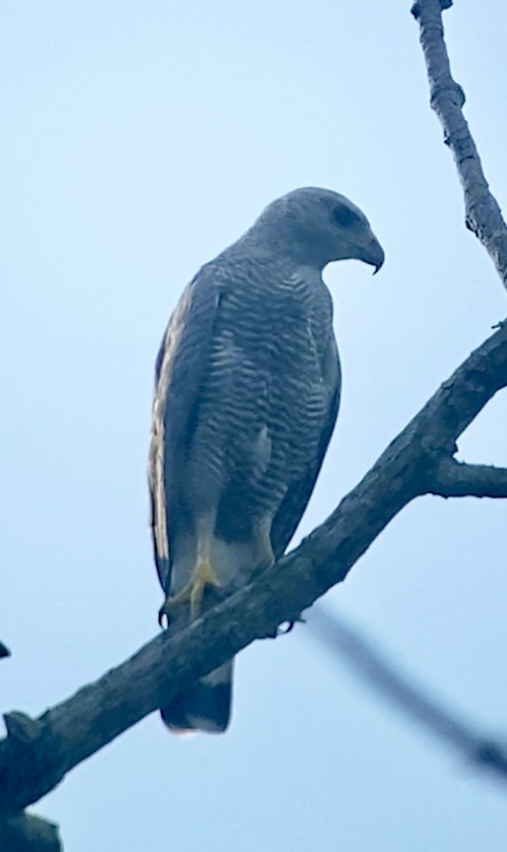 Gray-lined Hawk - ML642482508