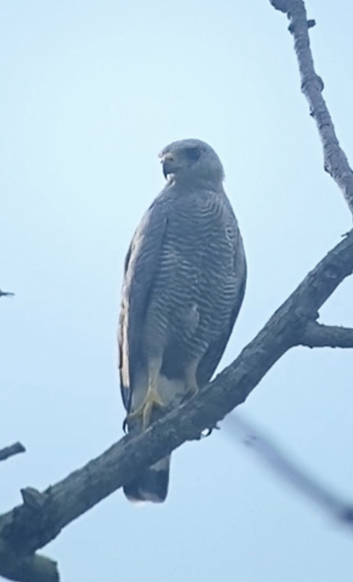 Gray-lined Hawk - ML642482509