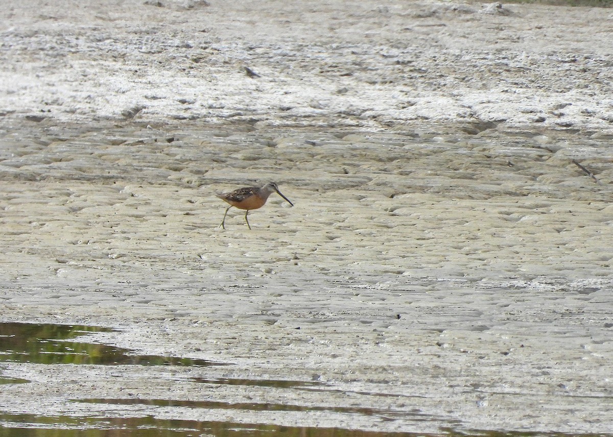 langnebbekkasinsnipe - ML642482535