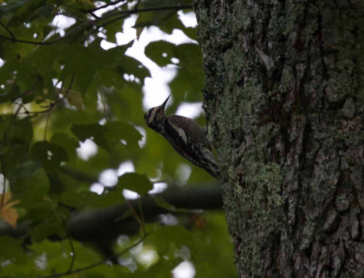 Yellow-bellied Sapsucker - ML642482554