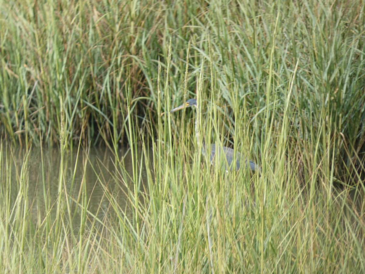 Tricolored Heron - ML642482560