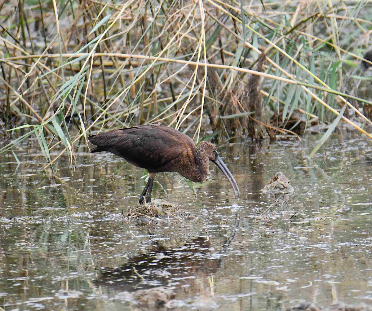 Morito Común - ML642482565