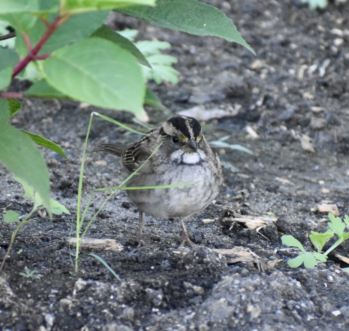 strnadec bělohrdlý - ML642482576