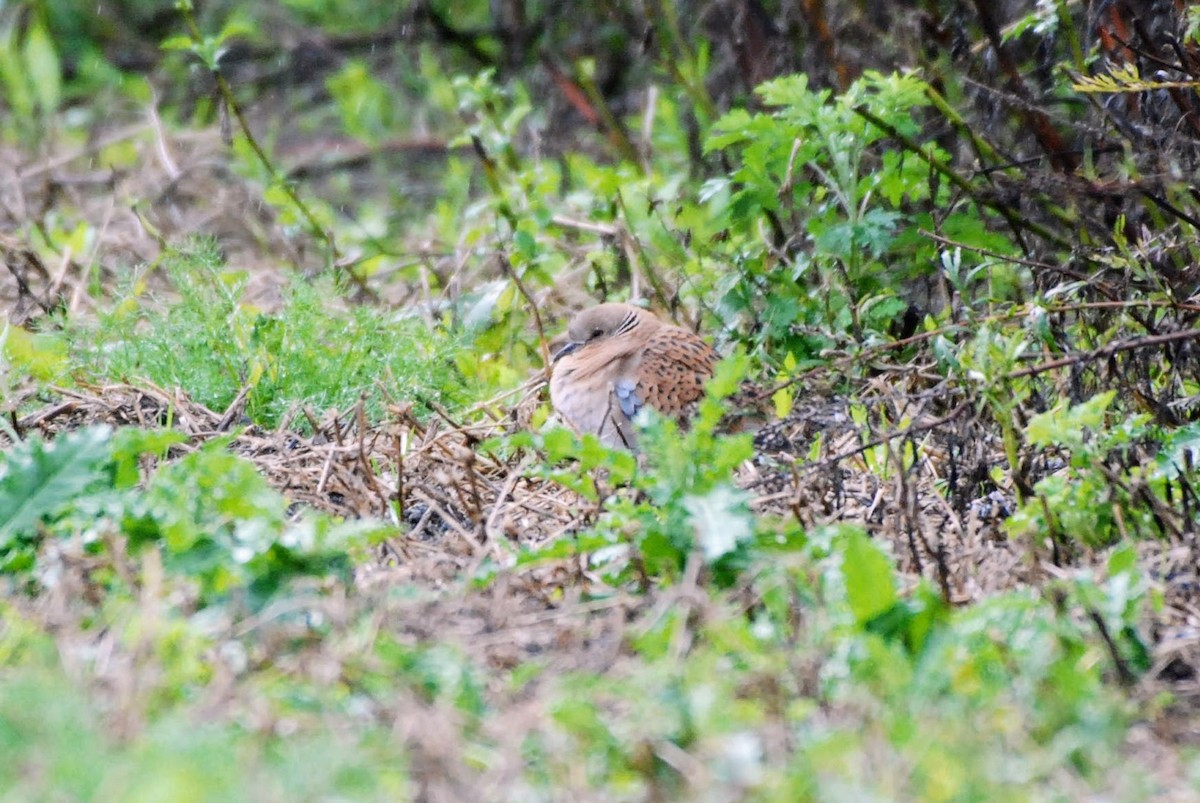 European Turtle-Dove - ML642482601