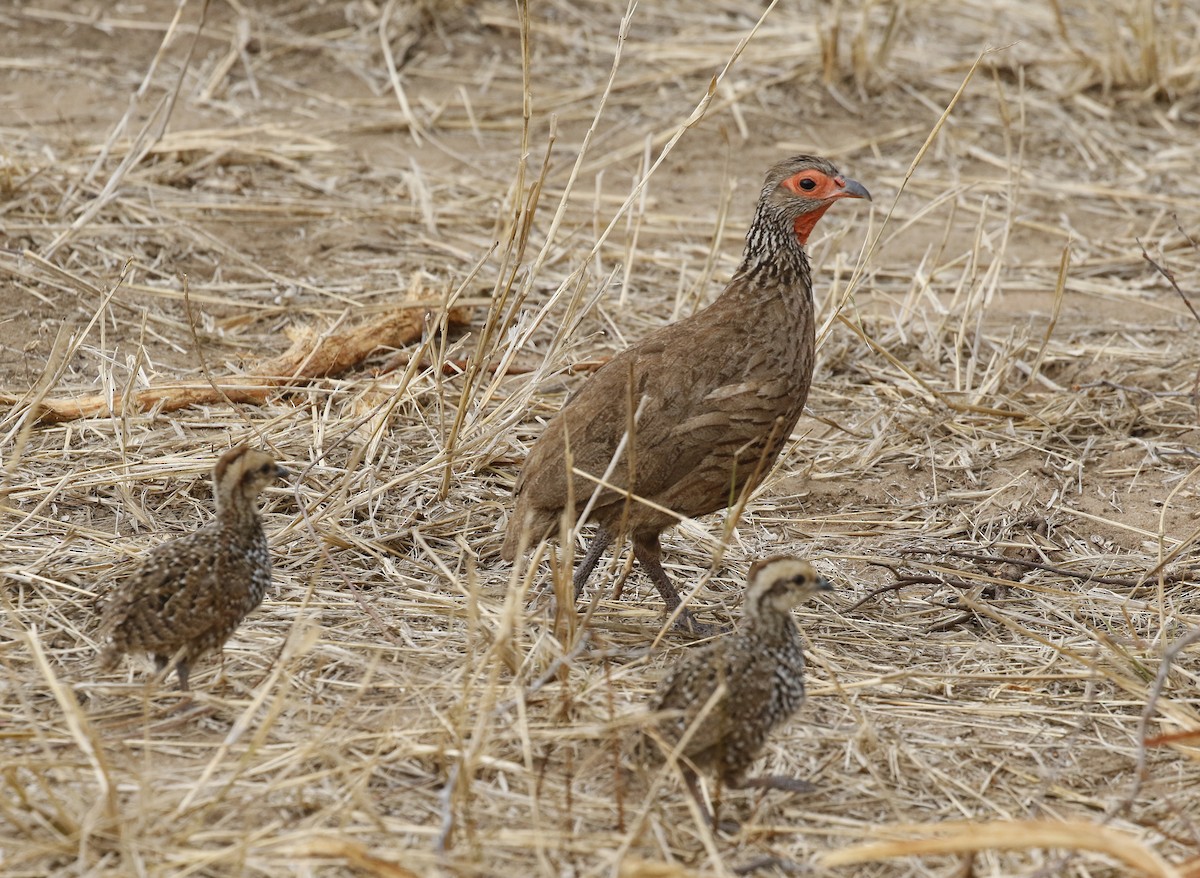 Swainson's Spurfowl - ML642482614