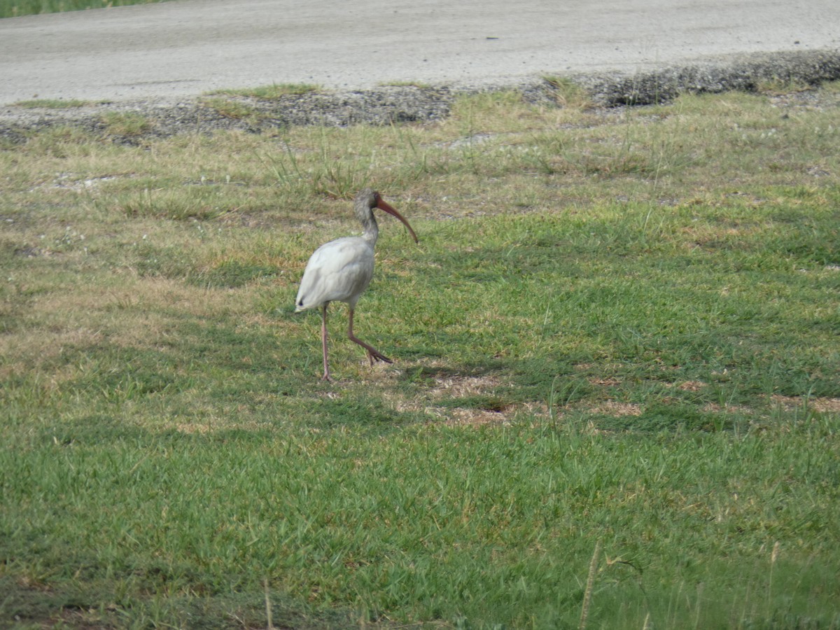 White Ibis - ML642482617