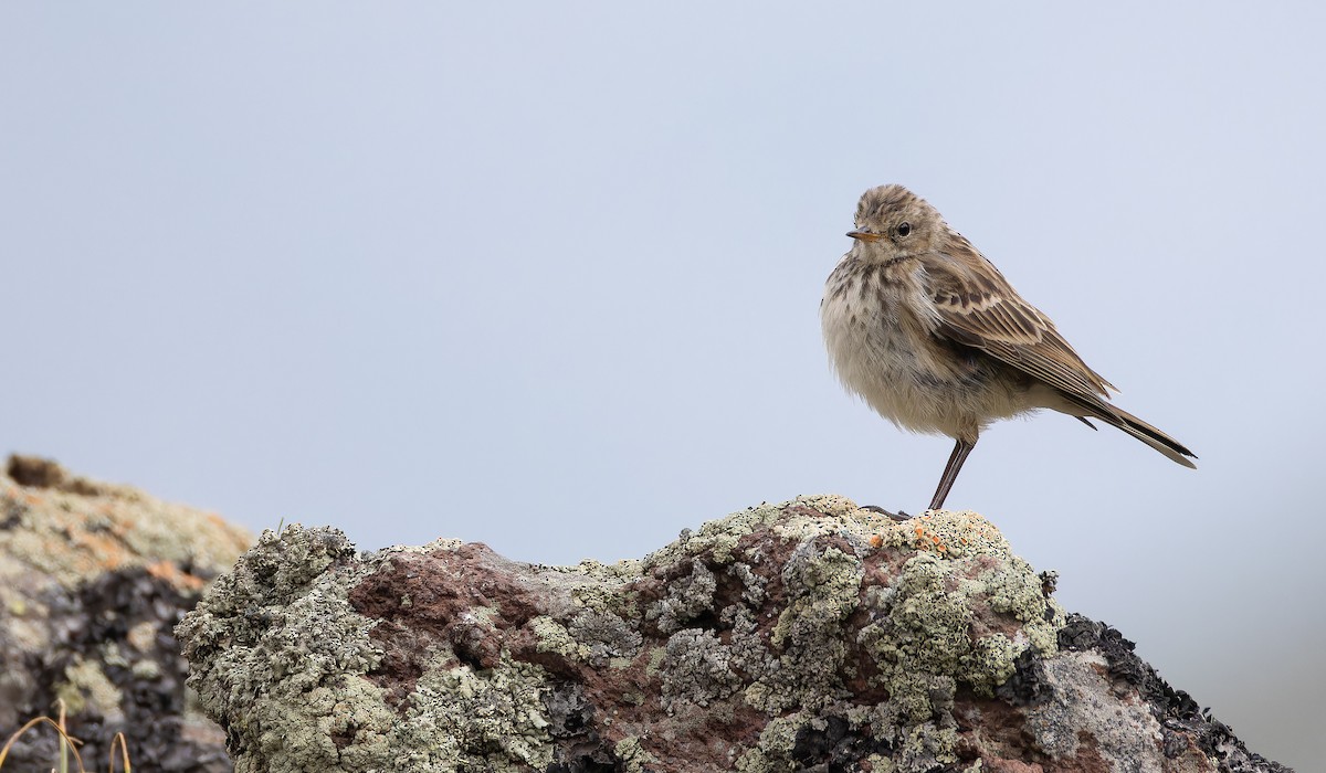 Water Pipit (Caucasian) - ML642482636