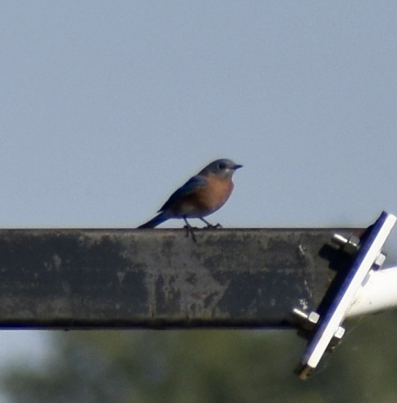 salašník modrý - ML642482637