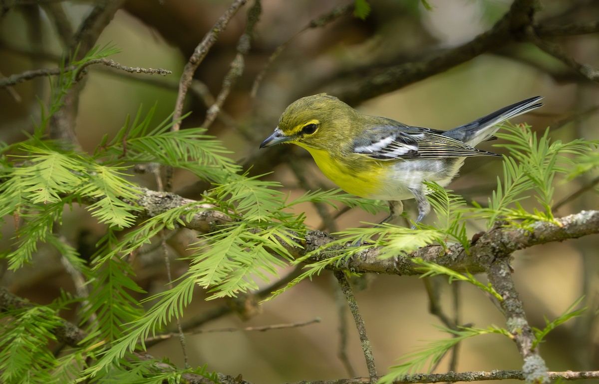 Yellow-throated Vireo - ML642482660