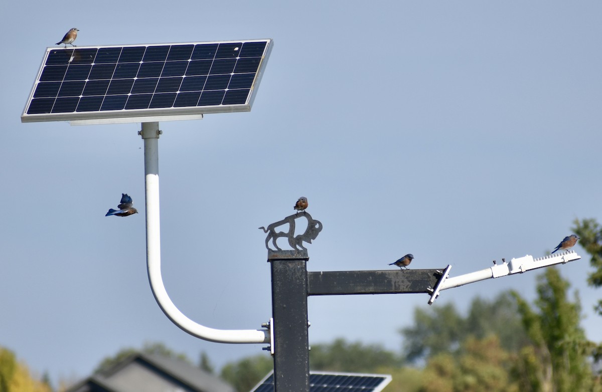 salašník modrý - ML642482670