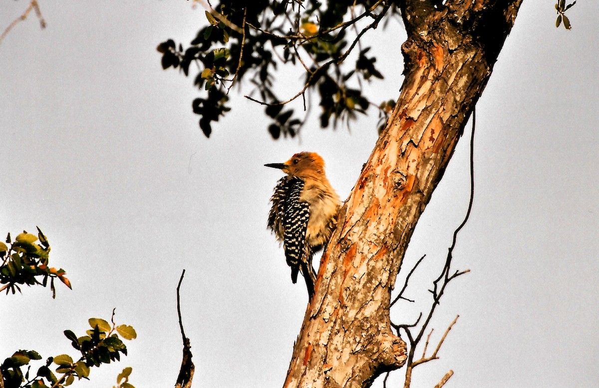 Golden-fronted Woodpecker - ML642482676
