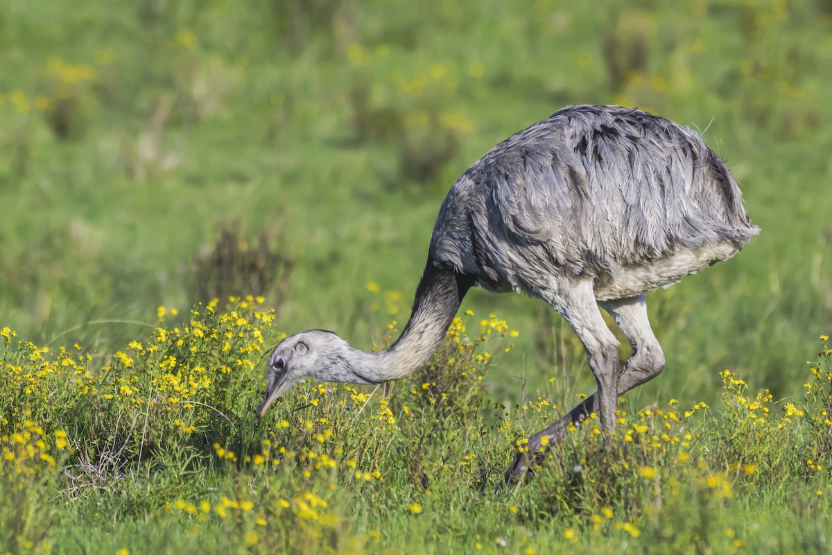 Greater Rhea - ML642482679