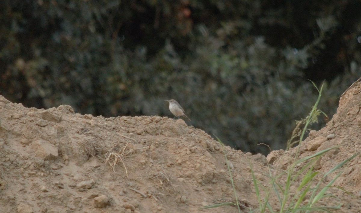 Rock Wren - ML642482691