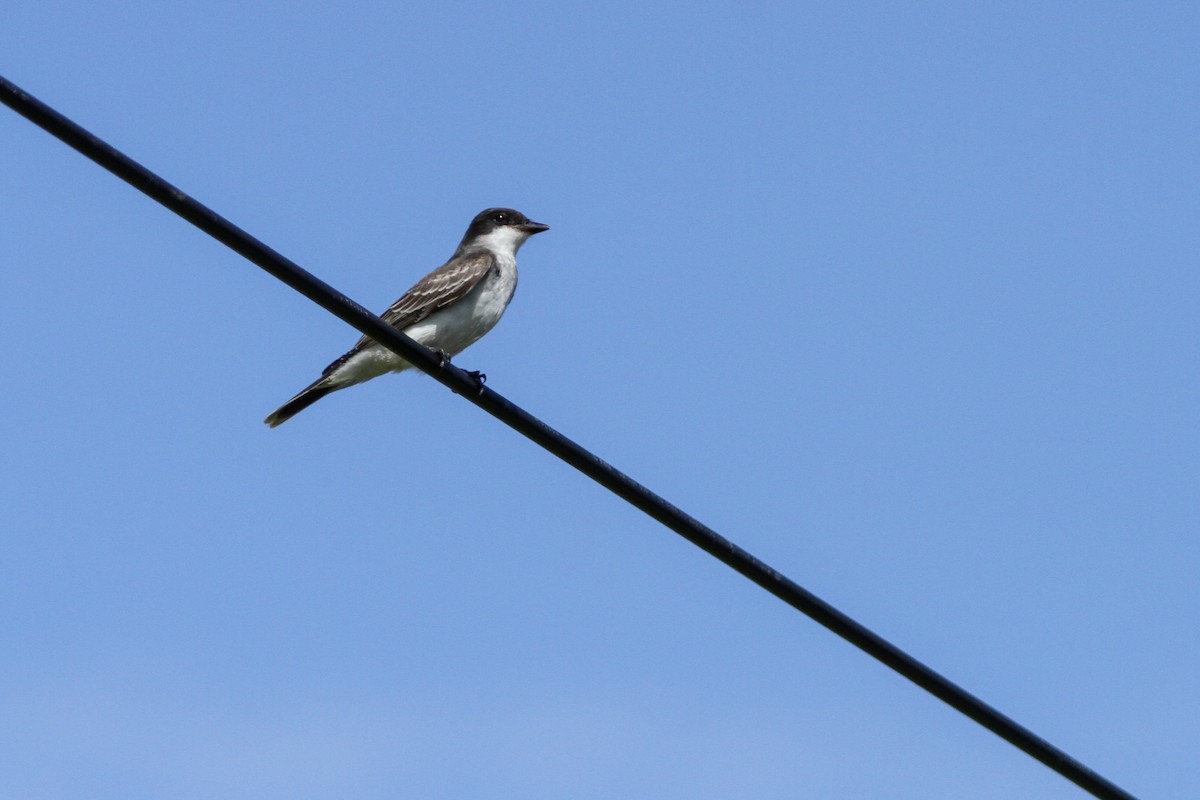 Eastern Kingbird - ML642482693
