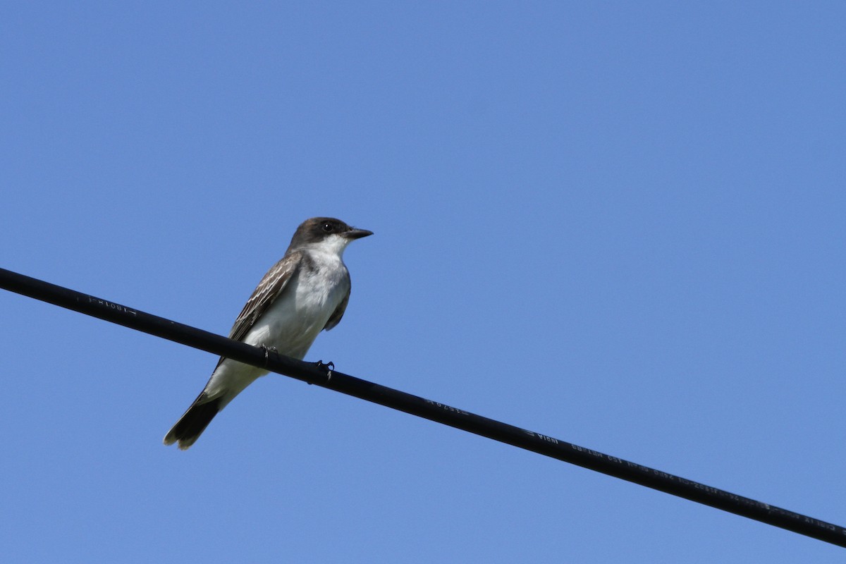 Eastern Kingbird - ML642482694