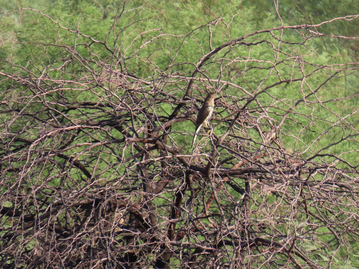 Cooper's Hawk - ML642482709