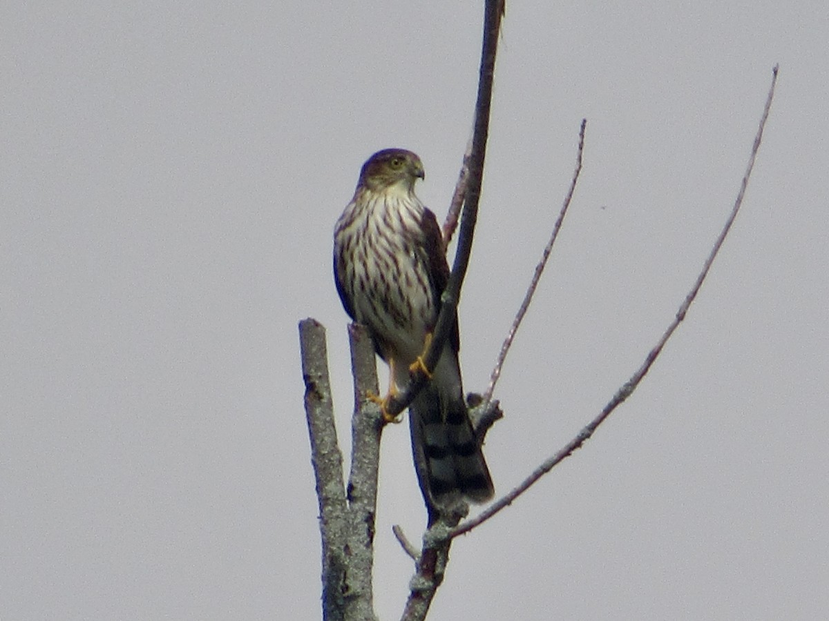 Sharp-shinned Hawk - ML642482712