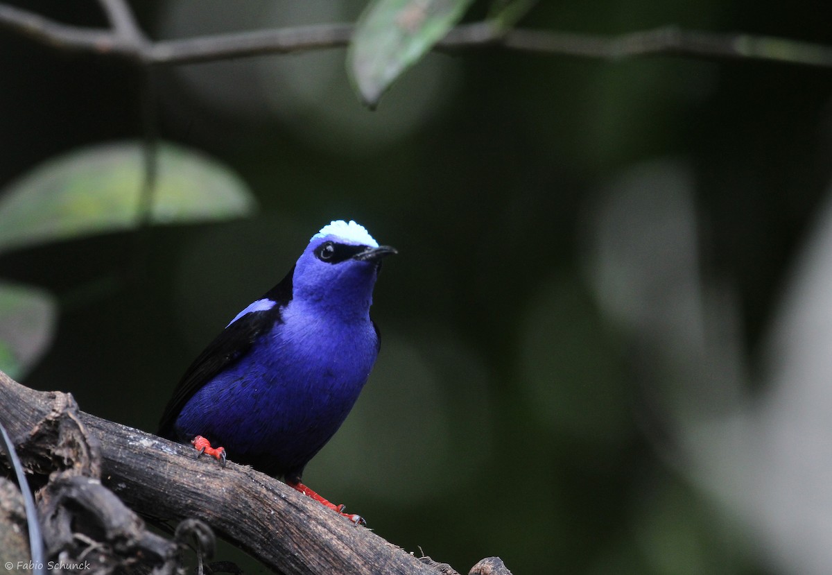 Red-legged Honeycreeper - ML642482713