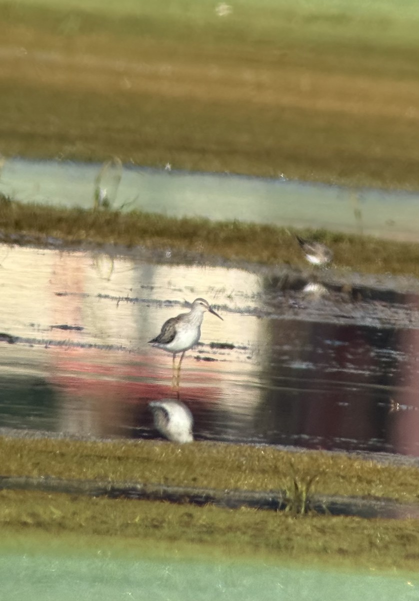 Stilt Sandpiper - ML642482722