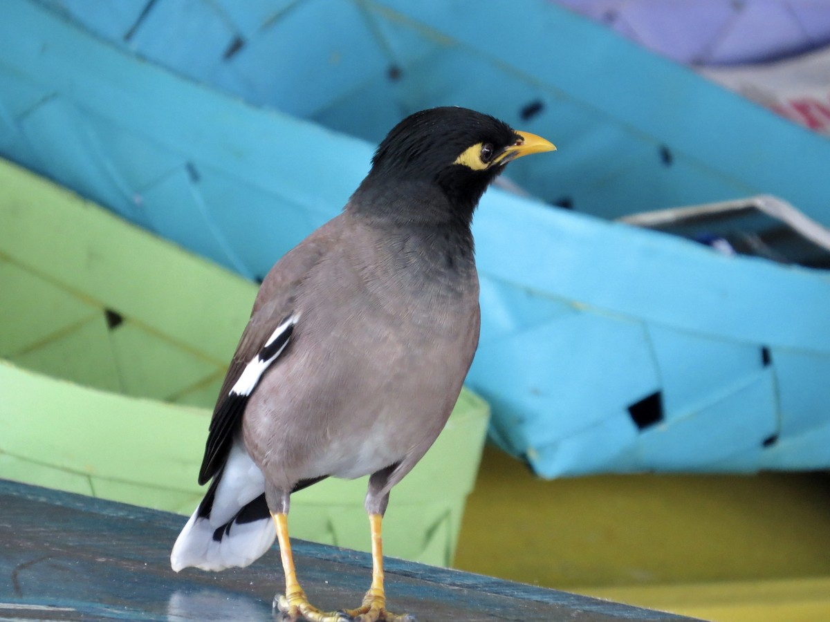 Тольт бор тодол - ML642482728