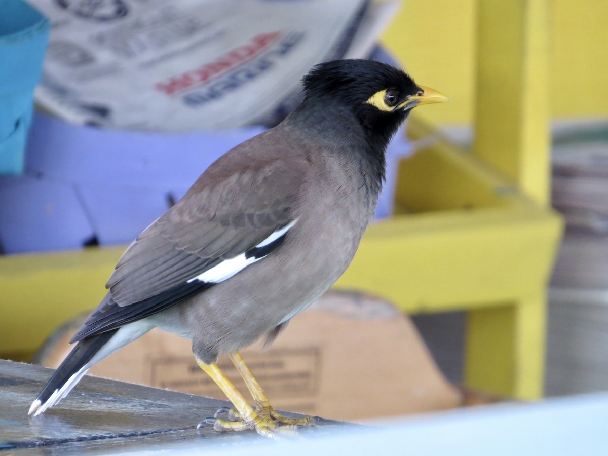 Тольт бор тодол - ML642482729