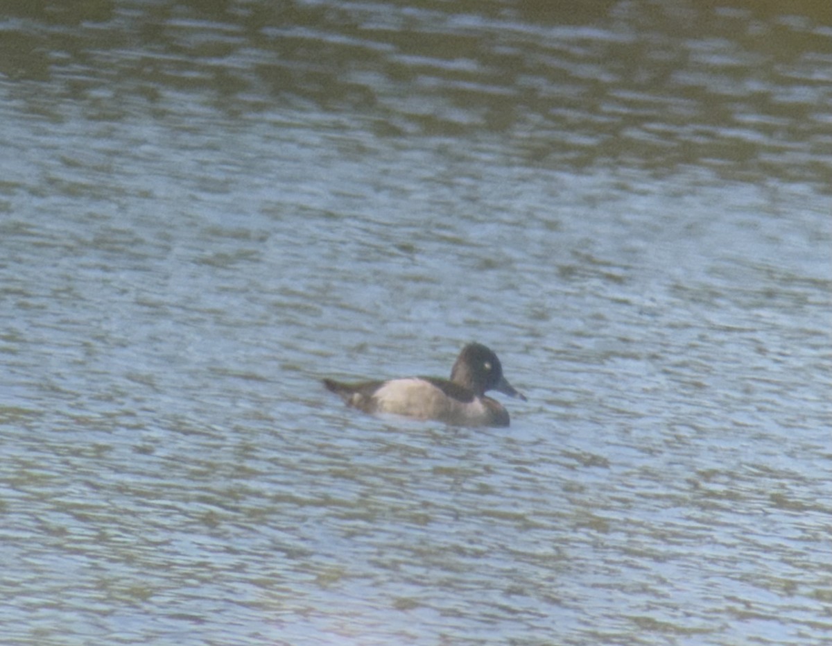 Ring-necked Duck - ML642482732