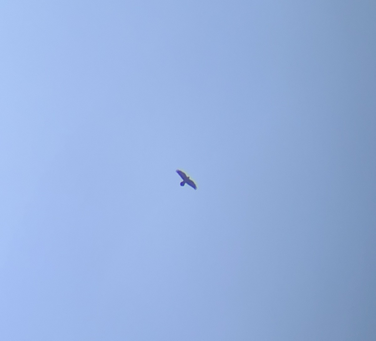 Grand Corbeau - ML642482745