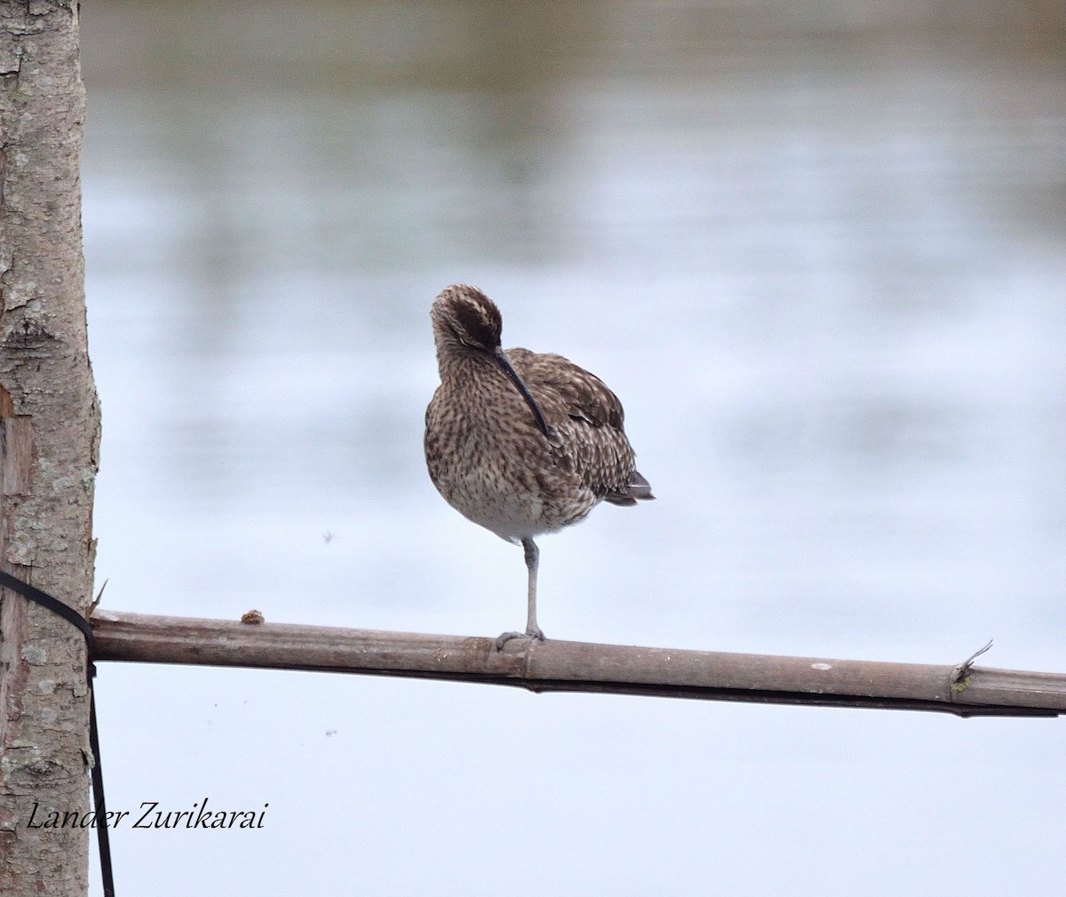 中杓鷸 - ML642482751