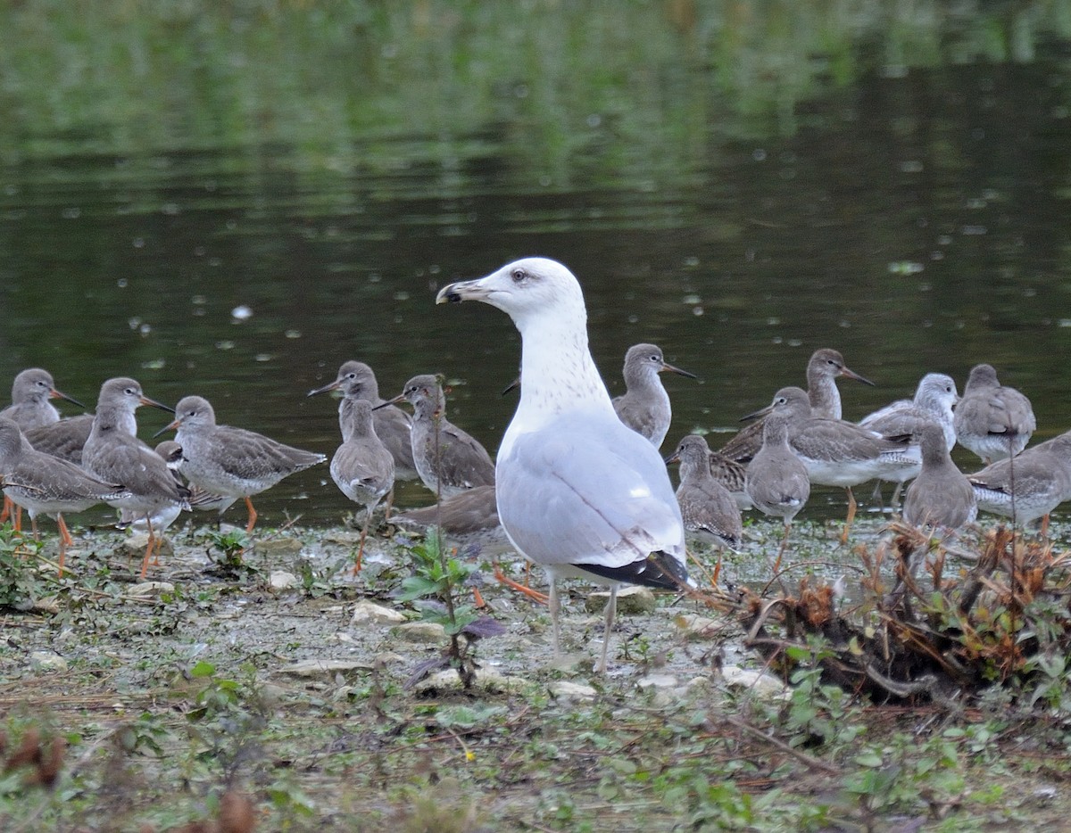 Yellow-legged Gull - ML642482758