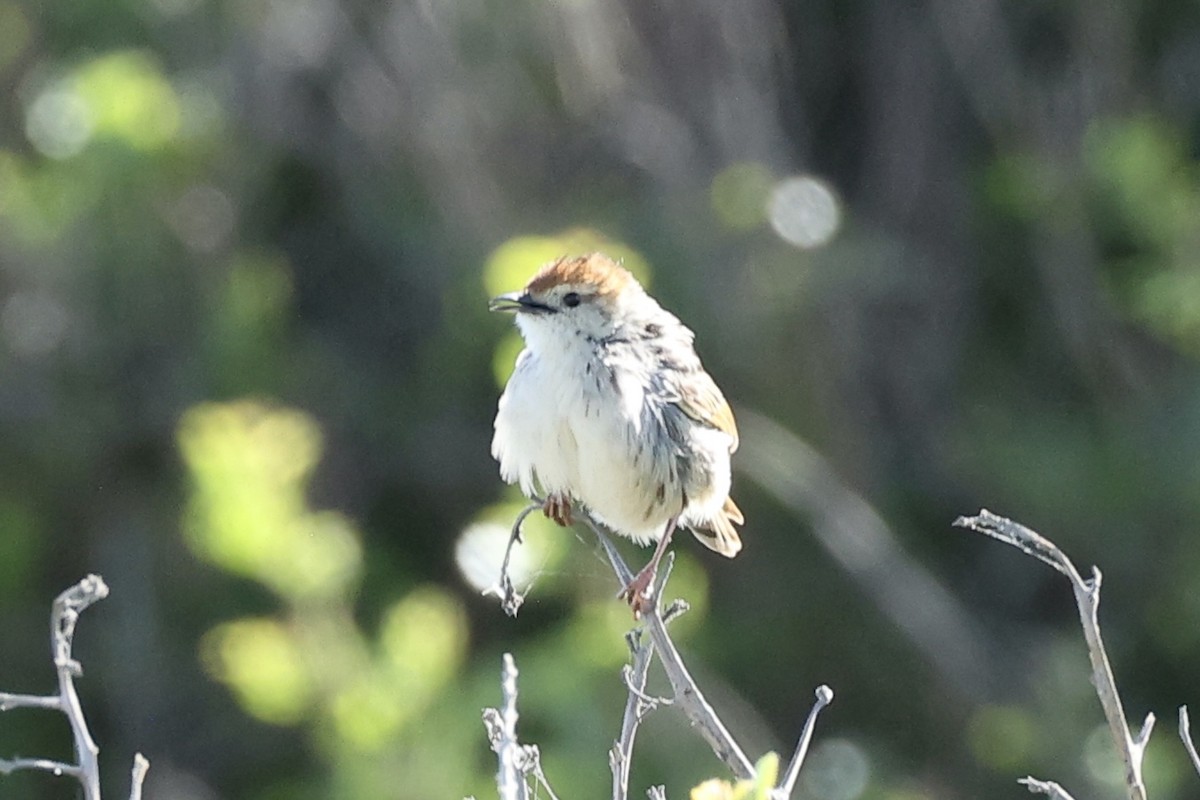 Levaillant's Cisticola - ML642482770