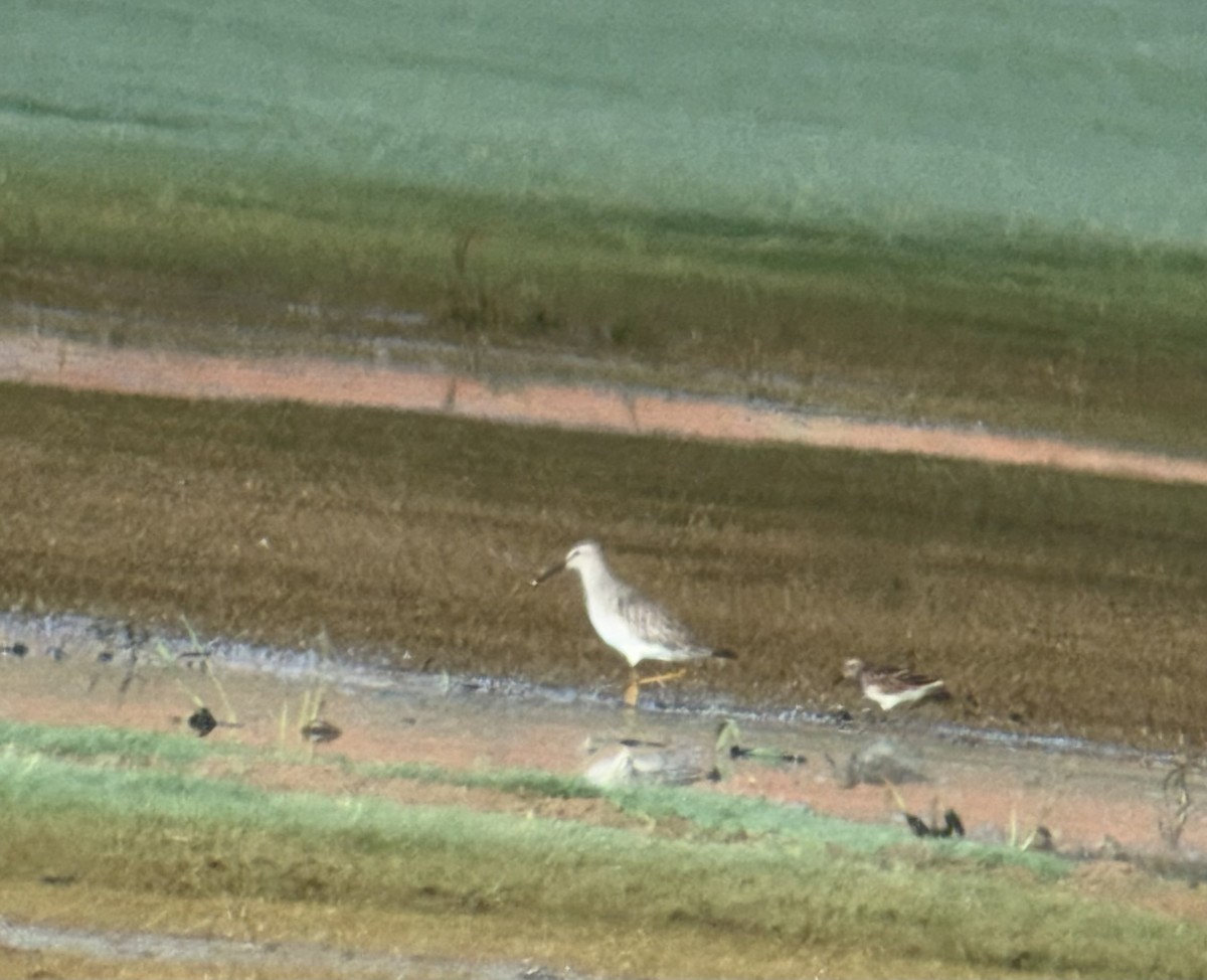 Stilt Sandpiper - ML642482836