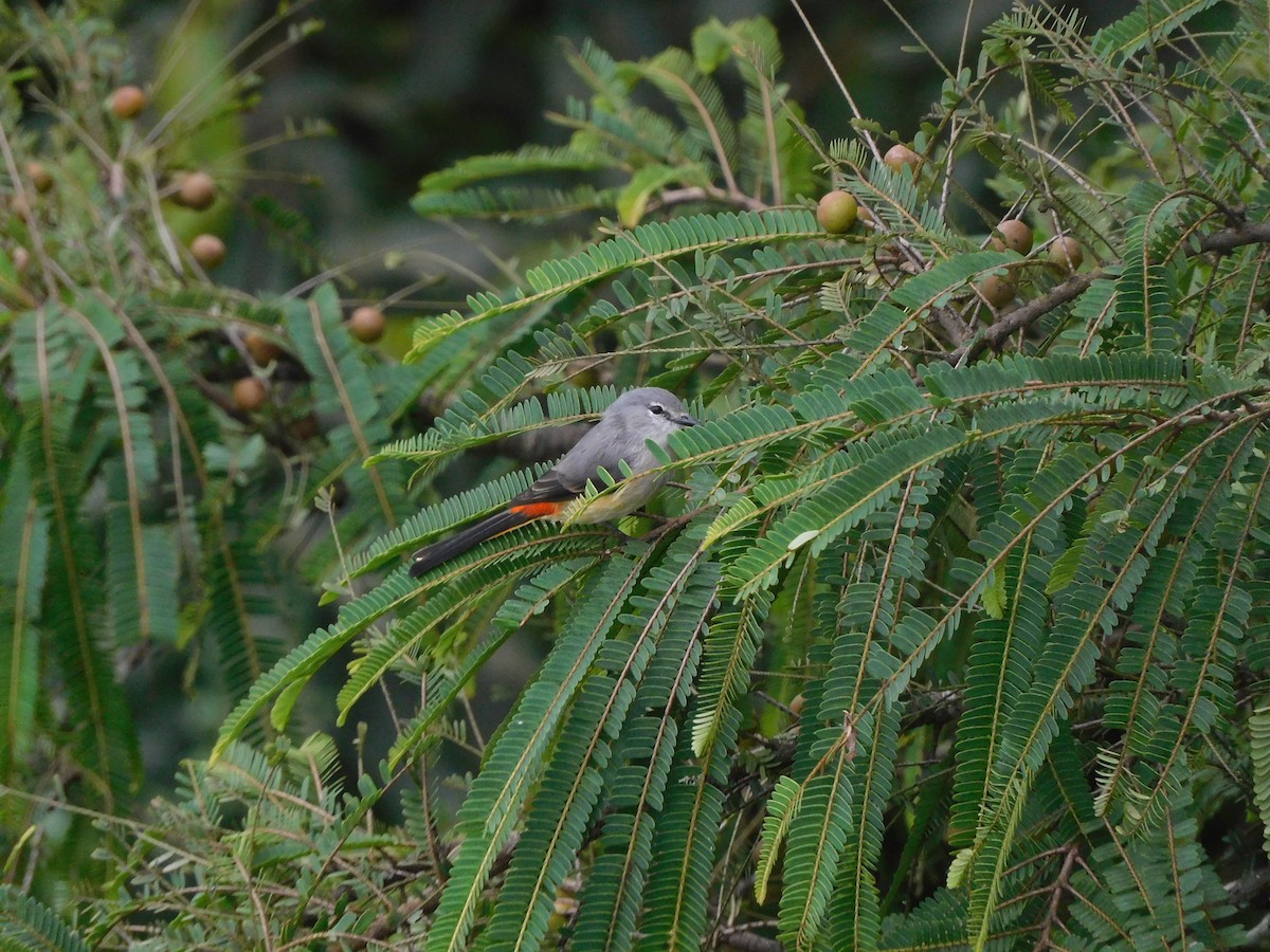Small Minivet - ML642482849