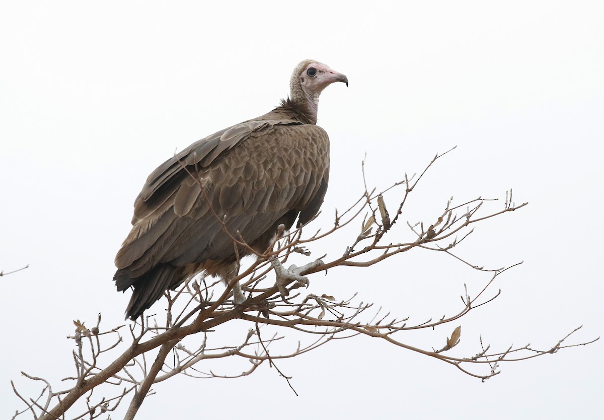 Hooded Vulture - ML642482857