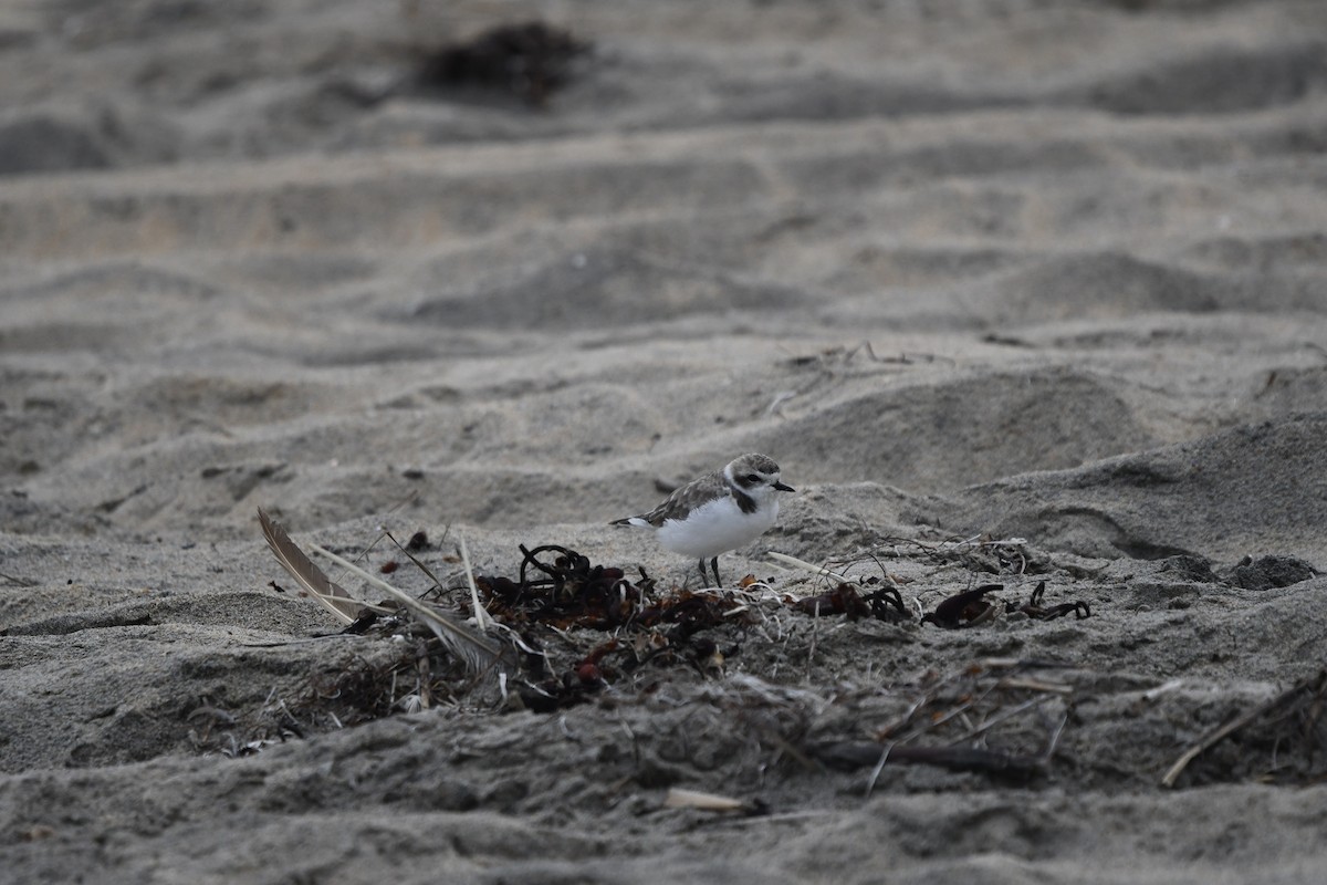 Snowy Plover - ML642482896