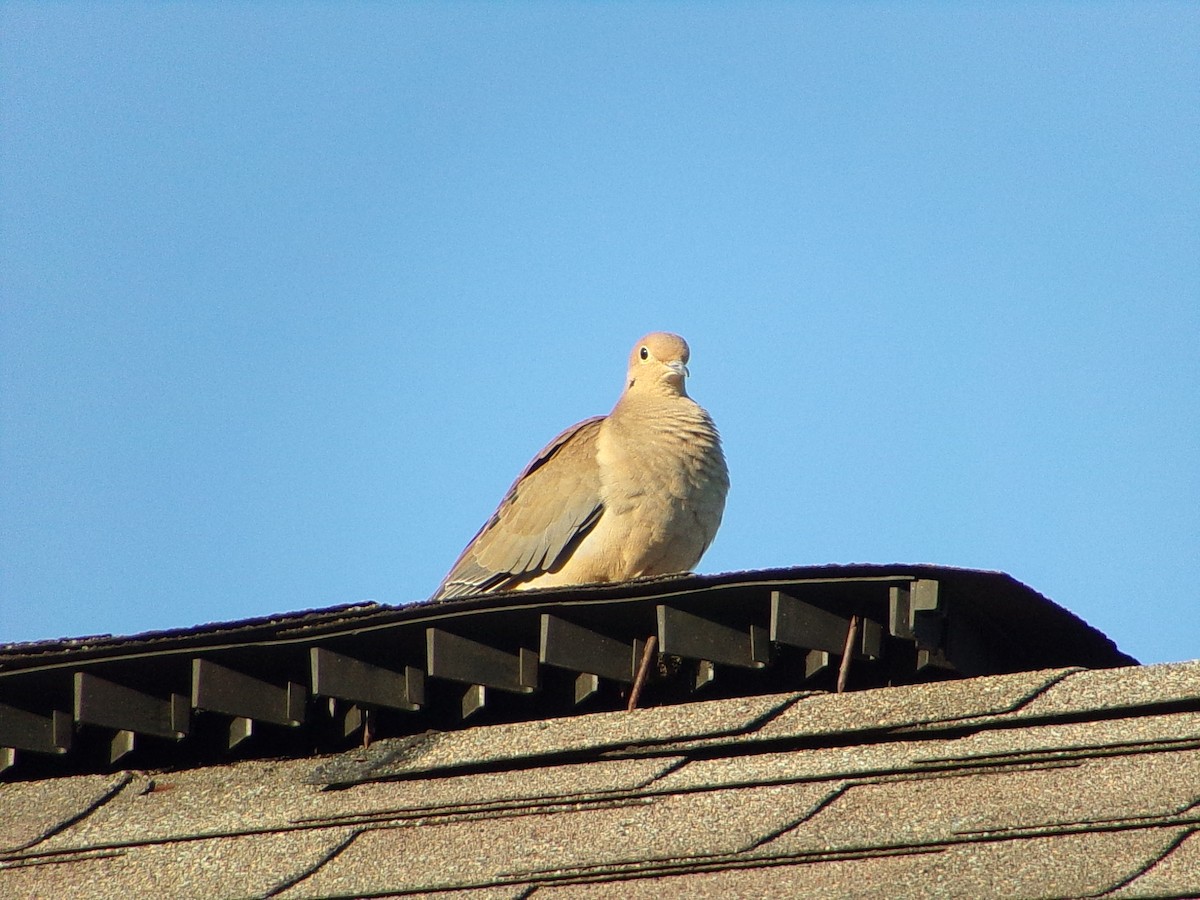 Mourning Dove - ML642482897