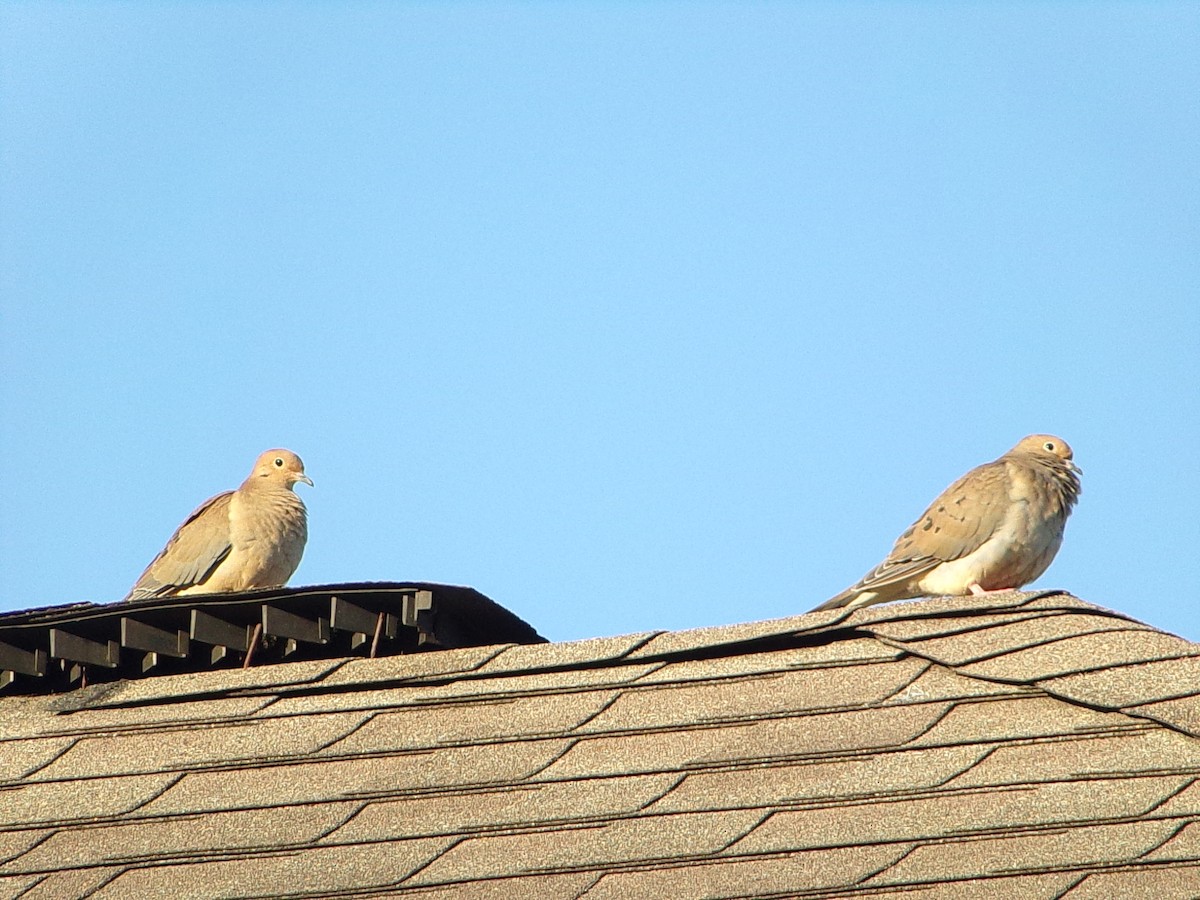 Mourning Dove - ML642482898