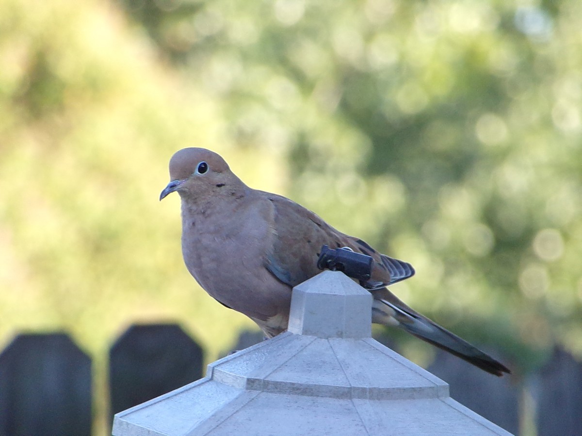 Mourning Dove - ML642482899
