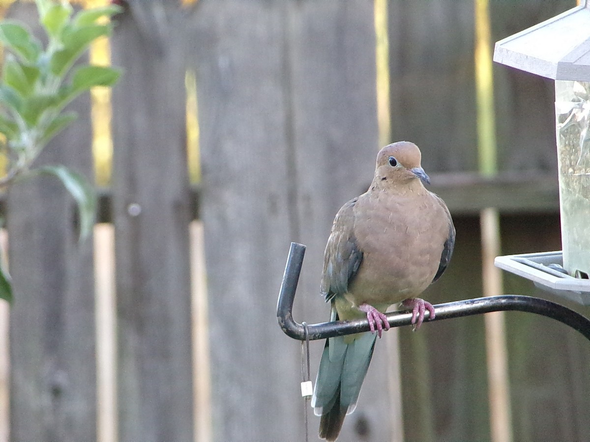 Mourning Dove - ML642482900